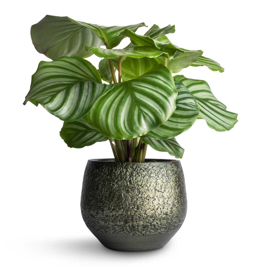 Plant Pot - Velvet Green