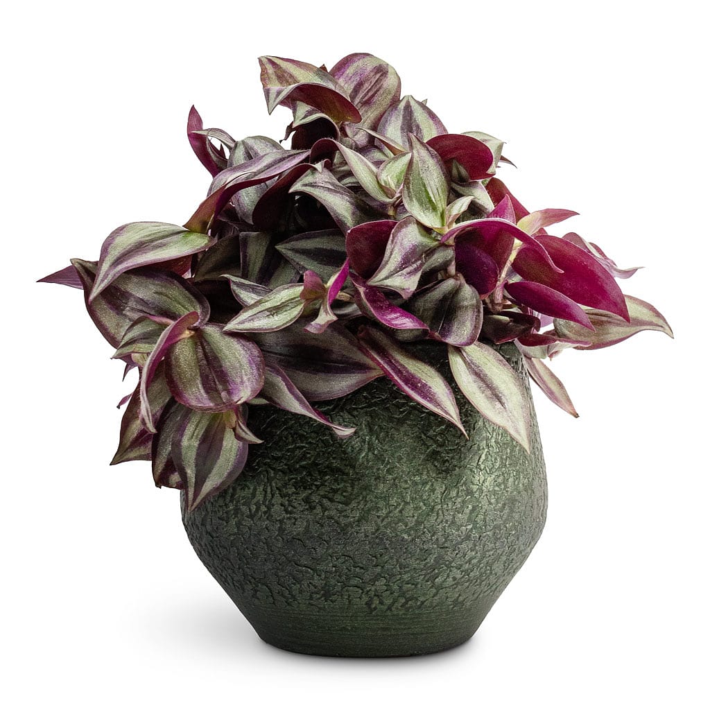 Plant Pot - Velvet Green
