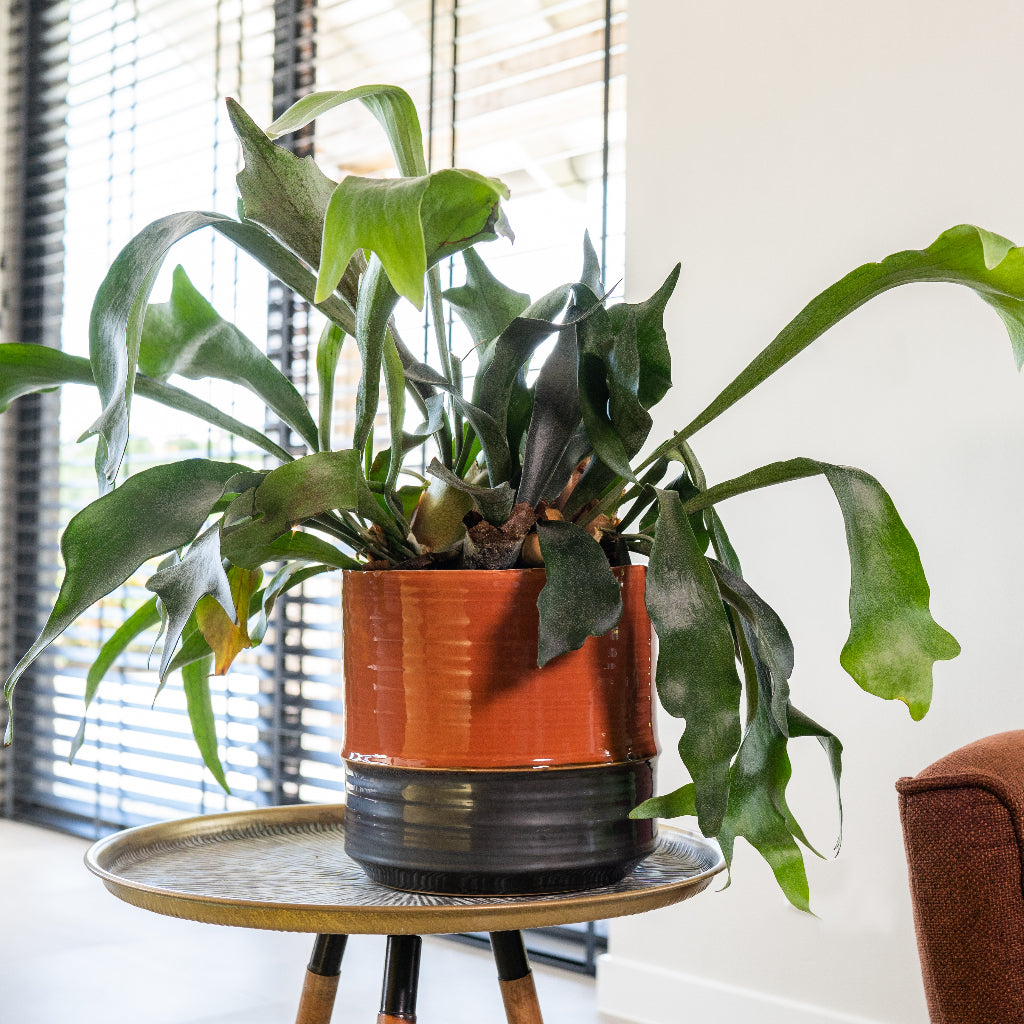 Plant Pot - Coral