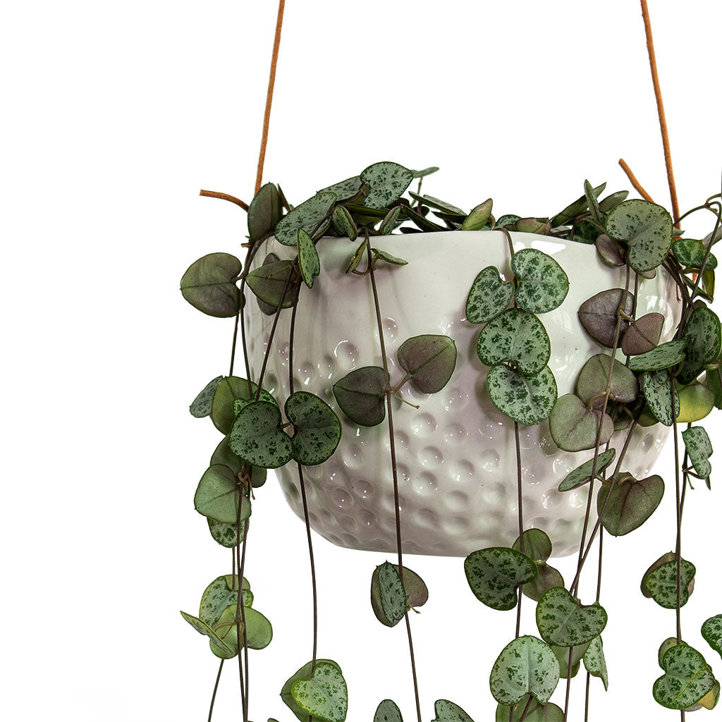 Hanging Indoor Pot