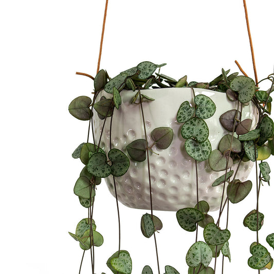 Hanging Indoor Pot