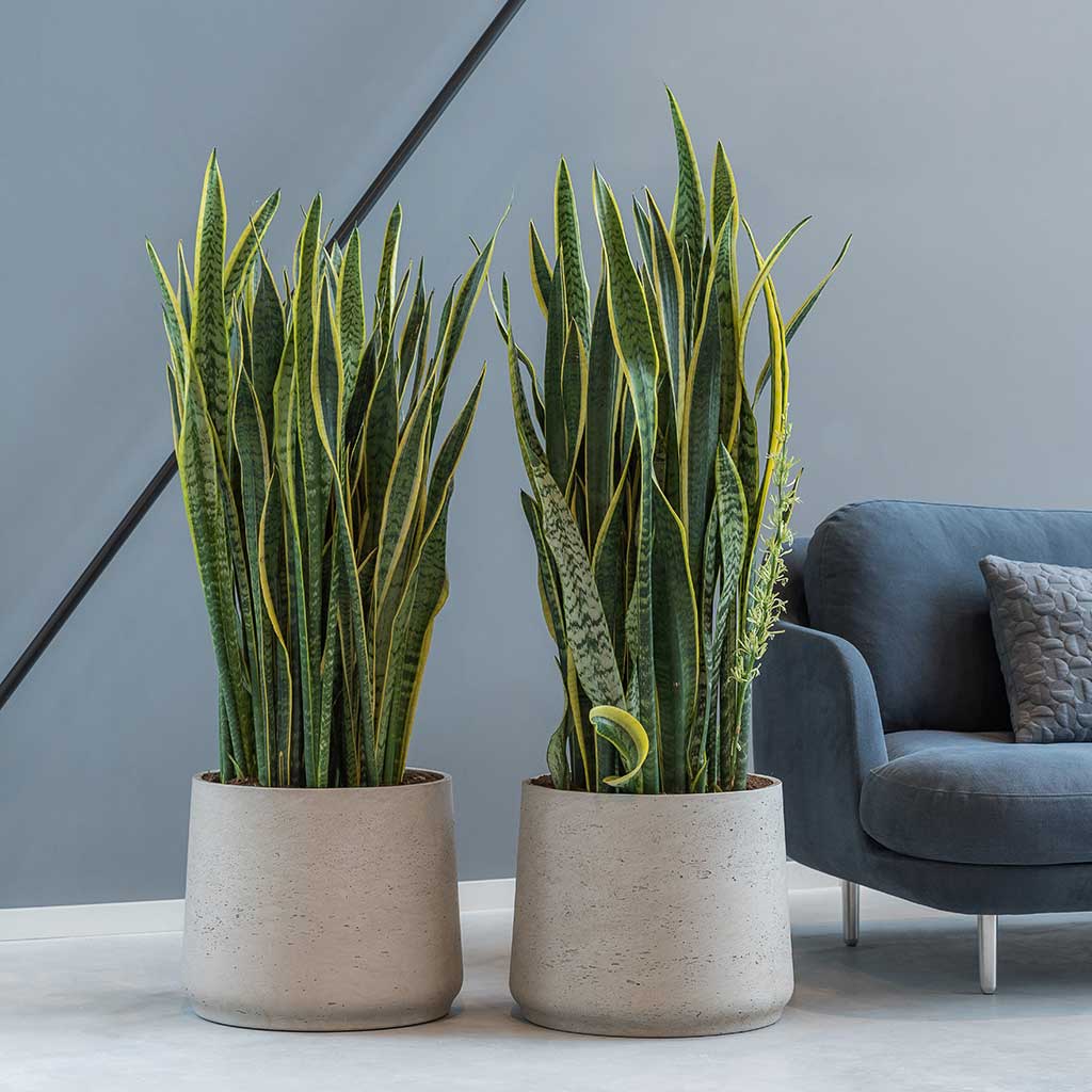 Boucher Plant Pot