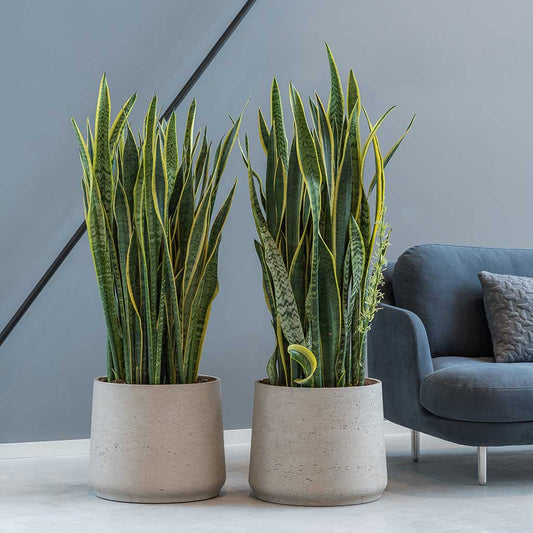 Boucher Plant Pot