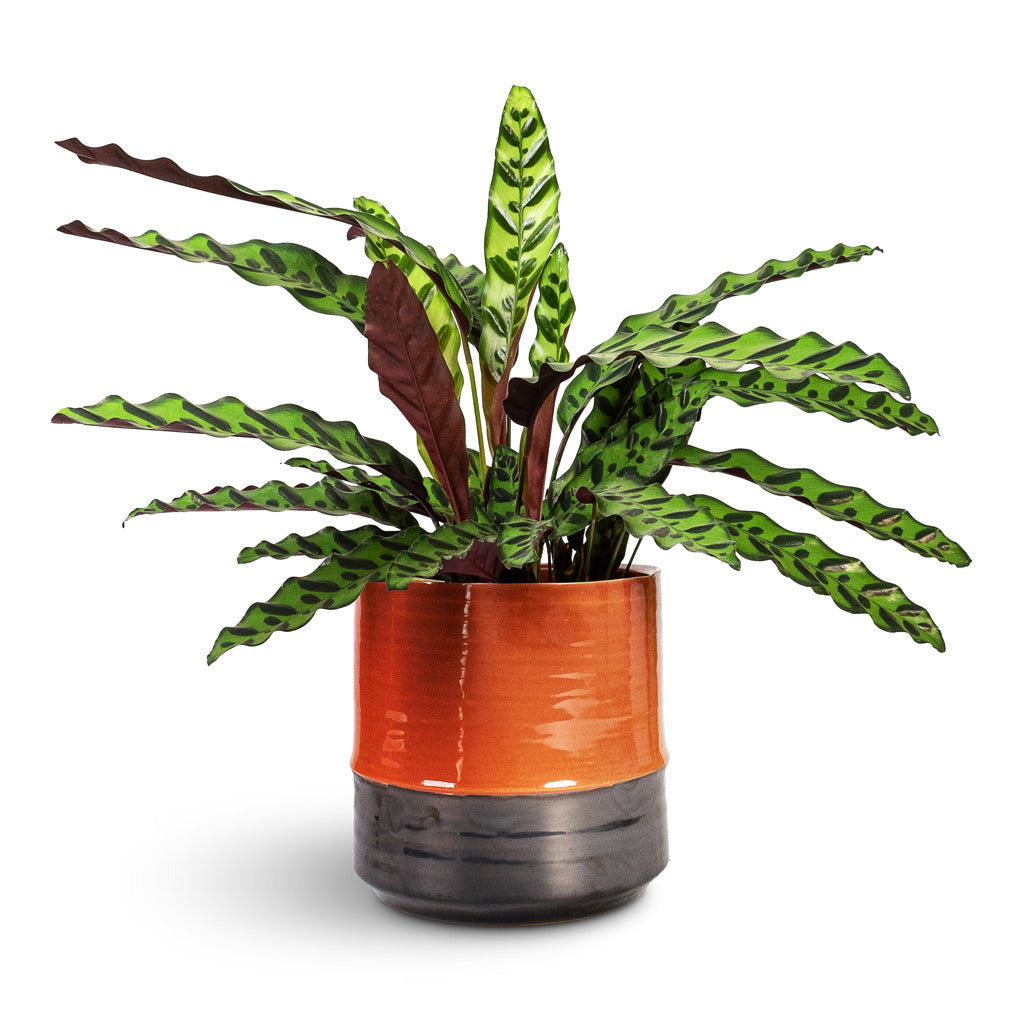 Plant Pot - Coral