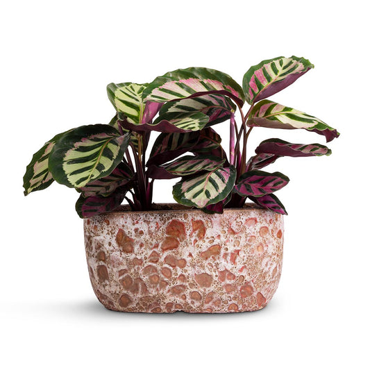 Lava Oval Plant Bowl