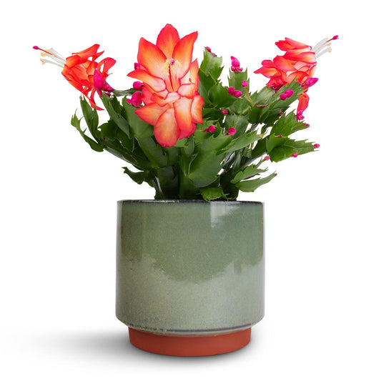 Green Plant Pot