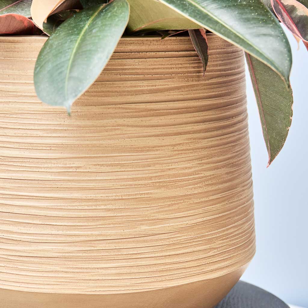 Sergio Planter