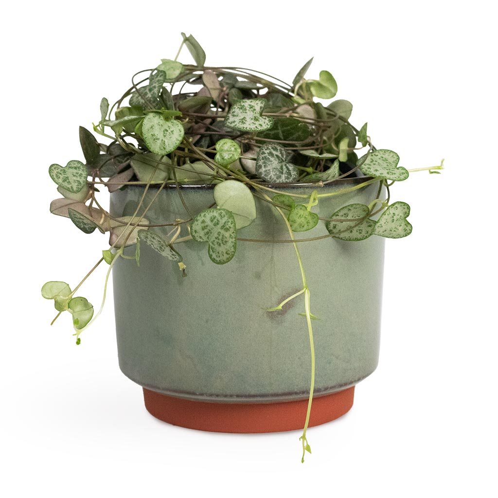 Green Plant Pot