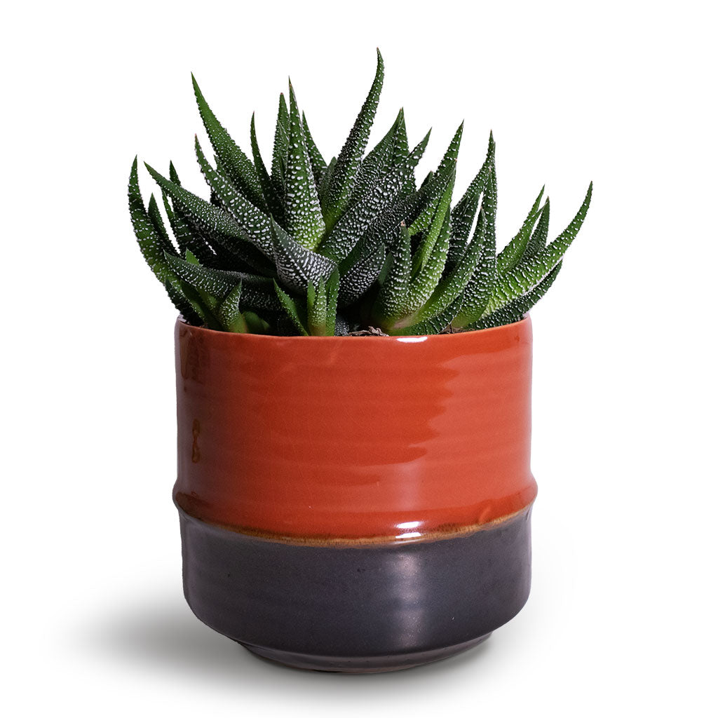 Plant Pot - Coral