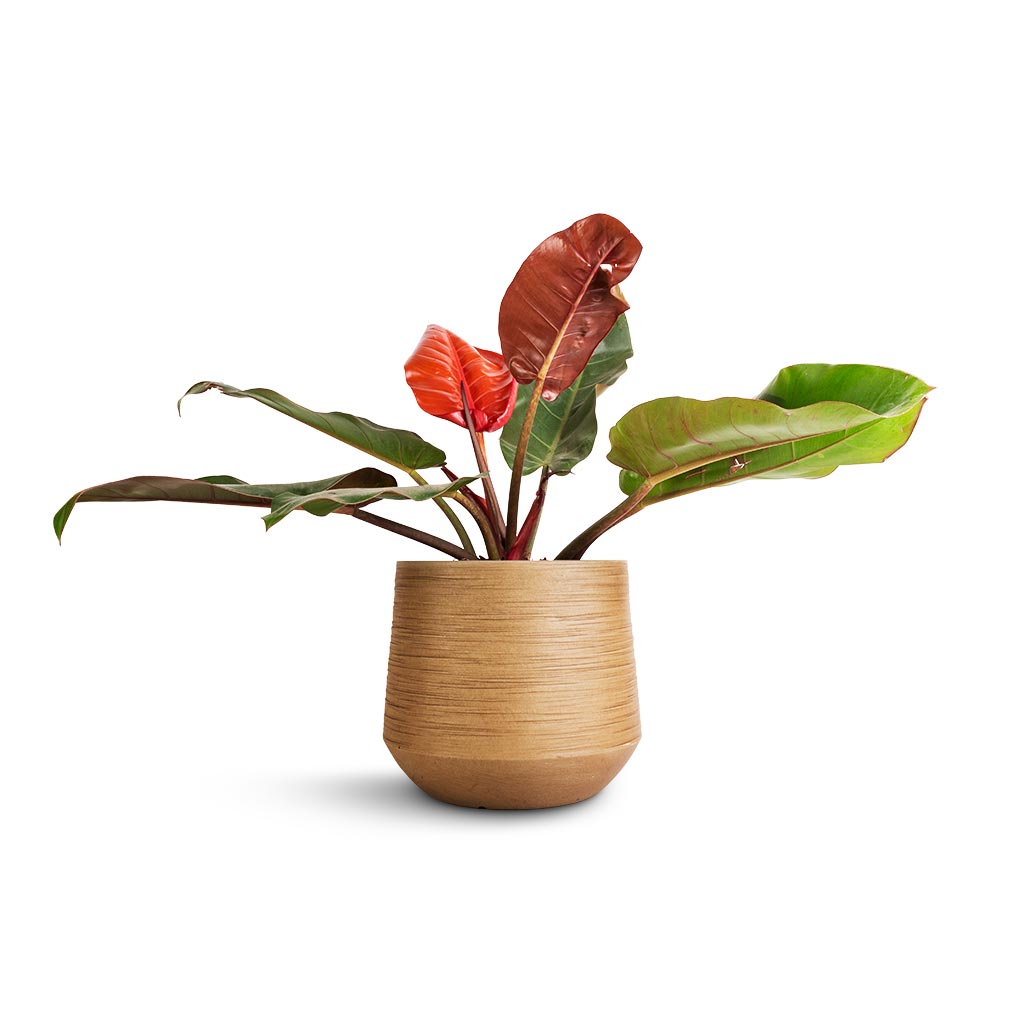Sergio Planter