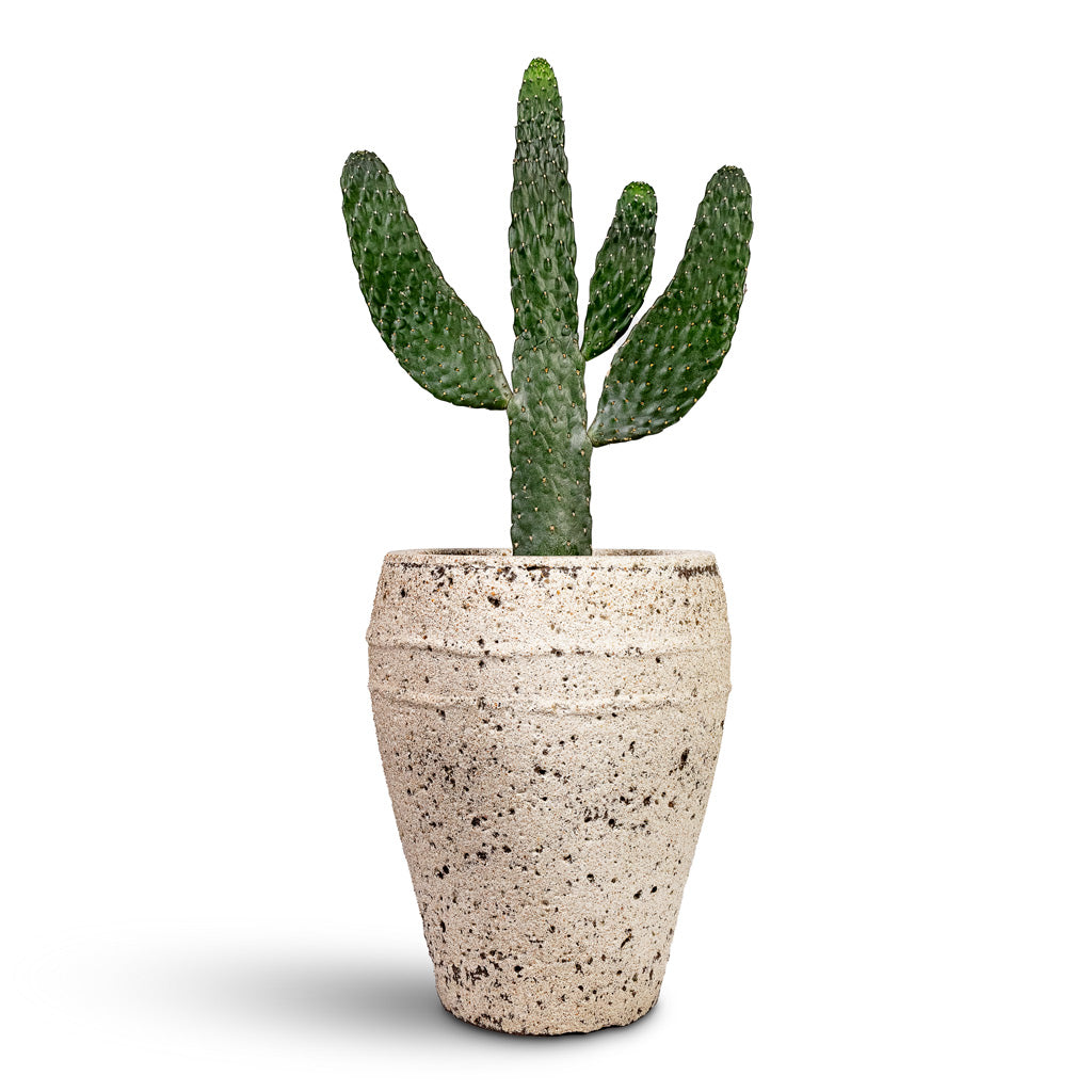 Mediterranean Planter