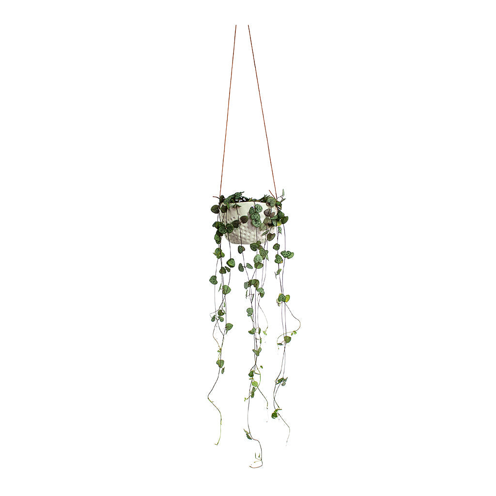 Hanging Indoor Pot