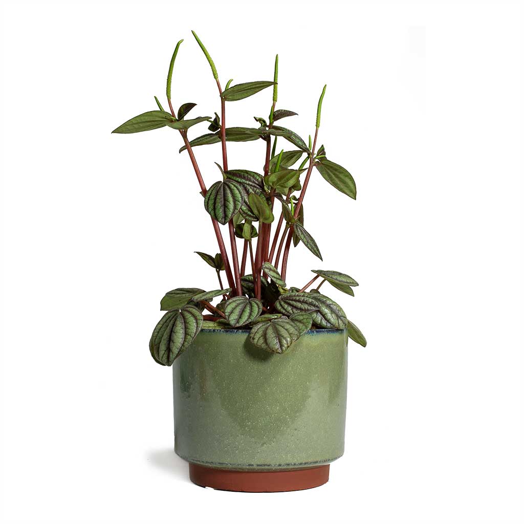 Green Plant Pot