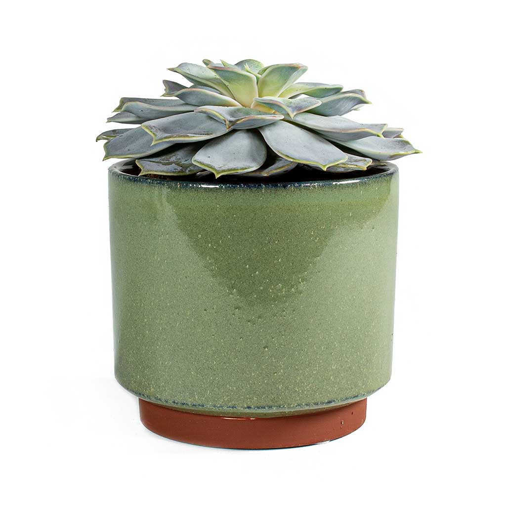 Green Plant Pot
