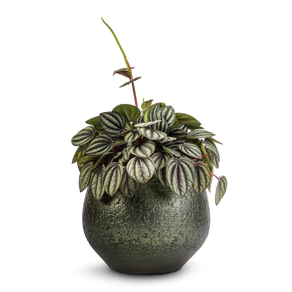 Plant Pot - Velvet Green